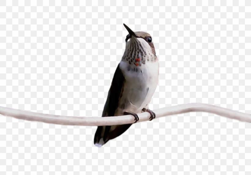 Hummingbird, PNG, 1920x1340px, Bird, Beak, Hummingbird, Paint, Perching Bird Download Free