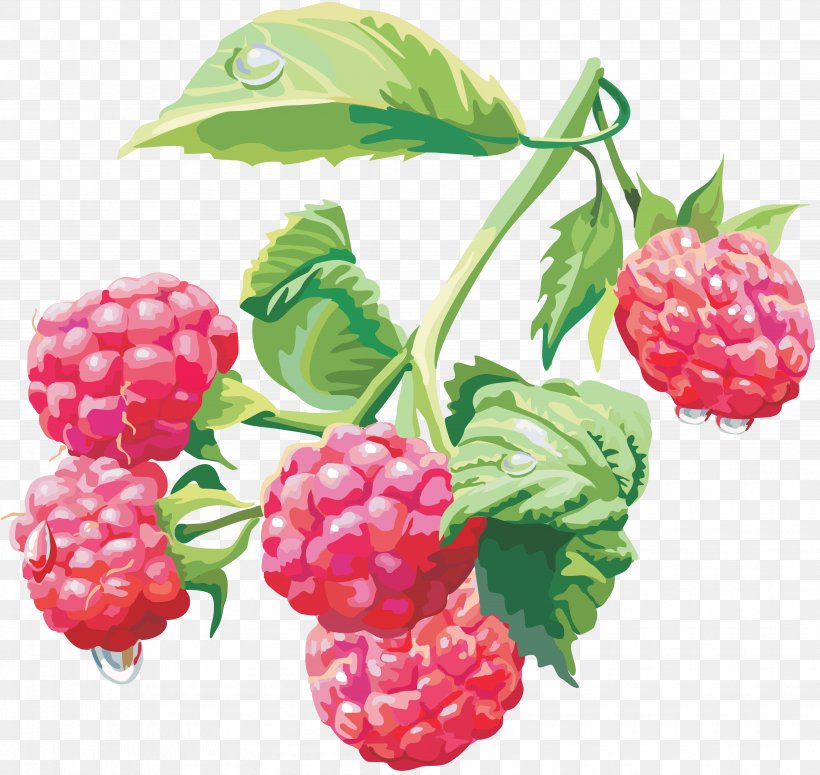 Raspberry Download Clip Art, PNG, 3705x3505px, Raspberry, Berry, Blackberry, Boysenberry, Bramble Download Free