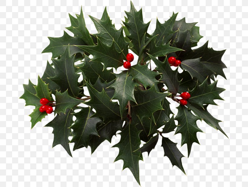 Holly Christmas Eve Clip Art, PNG, 700x618px, Holly, Aquifoliaceae, Aquifoliales, Christmas, Christmas And Holiday Season Download Free