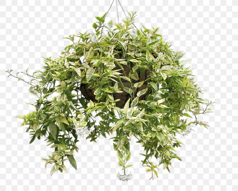Houseplant Succulent Plant, PNG, 976x786px, Plant, Bonsai, Flower, Flowerpot, Garden Download Free