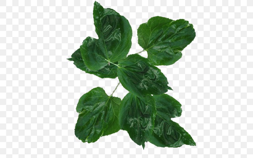 Leaf Vegetable, PNG, 512x512px, Leaf Vegetable, Annual Plant, Basil, Brick, Chard Download Free