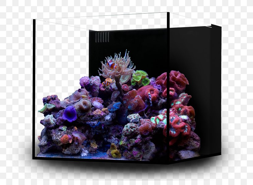 Reef Aquarium Nano Aquarium Nano Reef Coral, PNG, 791x600px, Aquarium, Aquarium Decor, Aquarium Filters, Aquarium Lighting, Coral Download Free
