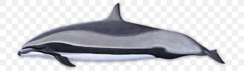 Tucuxi Common Bottlenose Dolphin Porpoise Fraser's Dolphin Killer Whale, PNG, 715x239px, Tucuxi, Animal, Beaked Whale, Blue Whale, Bottlenose Dolphin Download Free