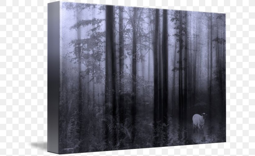 Wood /m/083vt White Rectangle, PNG, 650x504px, Wood, Black And White, Forest, Glass, Rectangle Download Free