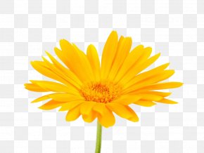 South African Marigold Photography - Calendula Officinalis Mexican Marigold Flower Stock Photography PNG
