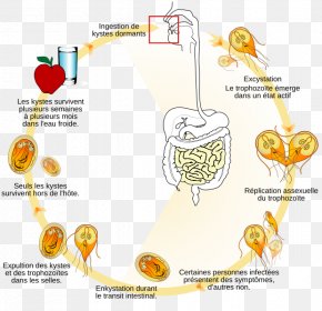 Giardia Lamblia Giardiasis Biological Life Cycle Trophozoite Flagellate ...