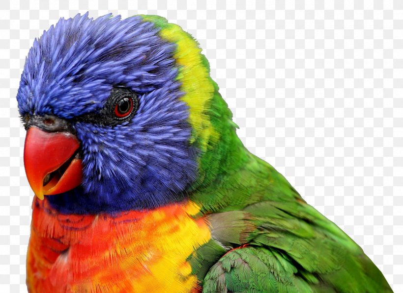 Parrot Lovebird Feather Domestic Canary, PNG, 1280x935px, Parrot, Barn Owl, Beak, Bird, Birdwatching Download Free