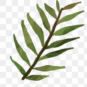 Plant Stem Vascular Plant - Plant Leaf Flower Tree Vascular Plant PNG
