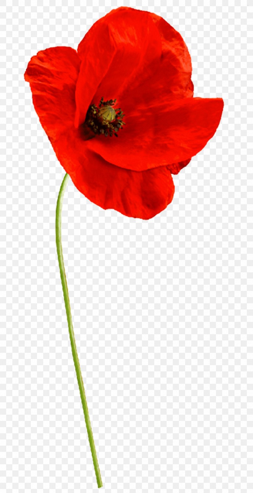 Common Poppy Flower Garden Roses Sticker Plant Stem, PNG, 1040x2021px, Common Poppy, Coquelicot, Definition, Flower, Flowering Plant Download Free