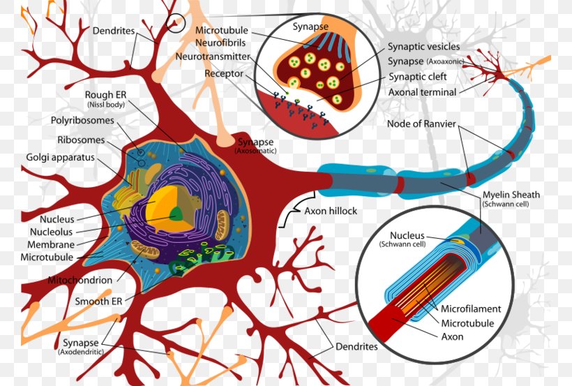 Neuron Cell Soma Organelle Axon, PNG, 760x553px, Watercolor, Cartoon, Flower, Frame, Heart Download Free