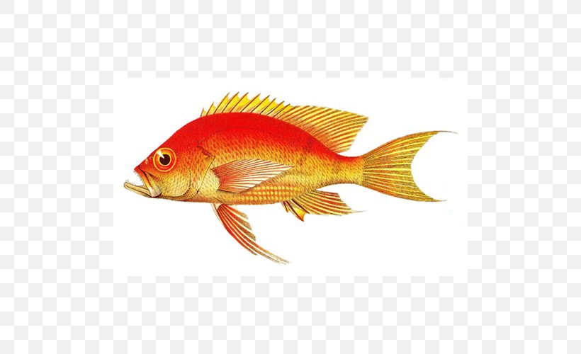 Northern Red Snapper Goldfish Feeder Fish Marine Biology Perch, PNG, 500x500px, Northern Red Snapper, Biology, Bony Fish, Fauna, Feeder Fish Download Free