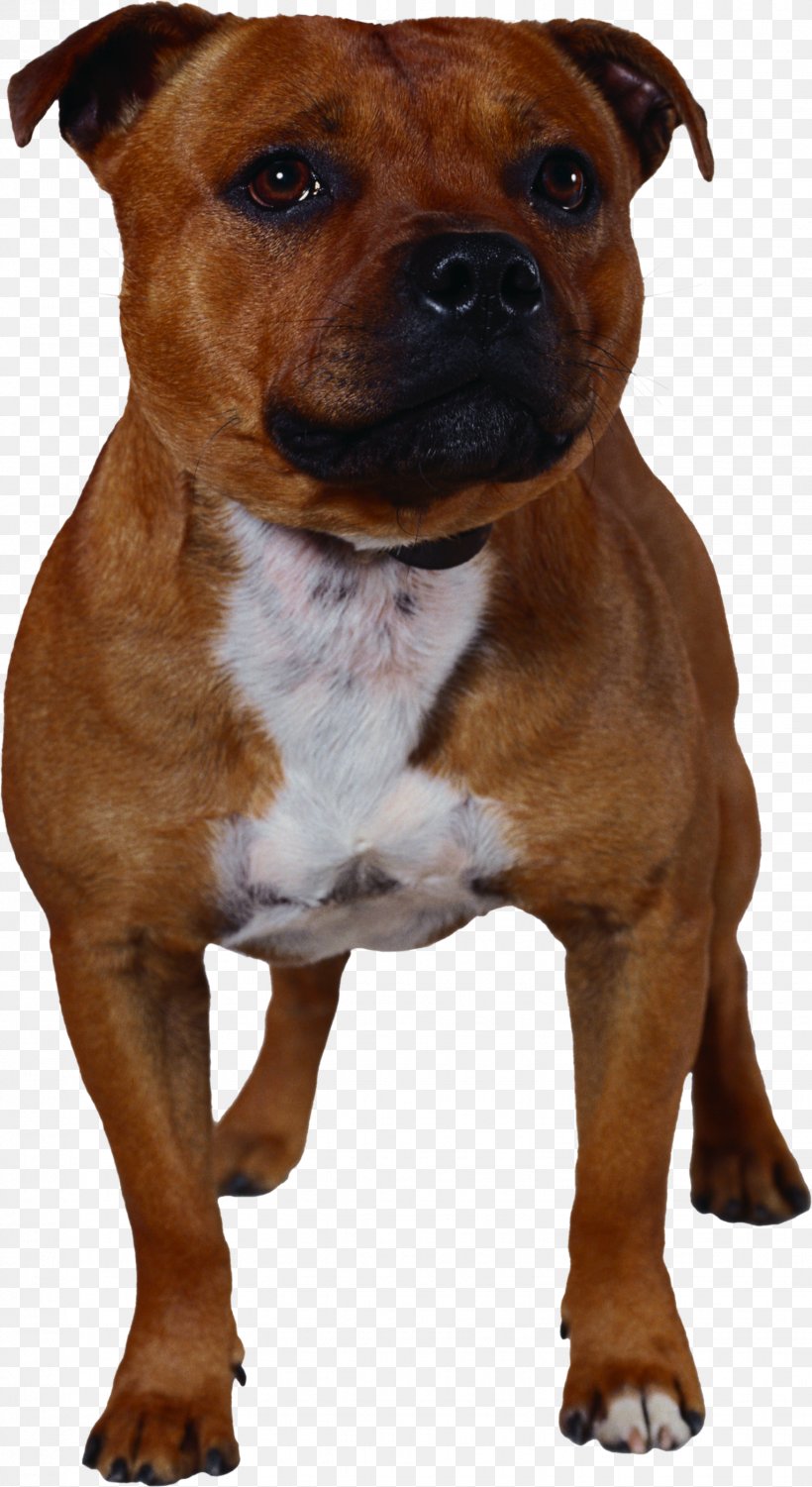 Staffordshire Bull Terrier American Pit Bull Terrier American Staffordshire Terrier, PNG, 1532x2806px, Staffordshire Bull Terrier, American Pit Bull Terrier, American Staffordshire Terrier, Breed, Bull Download Free