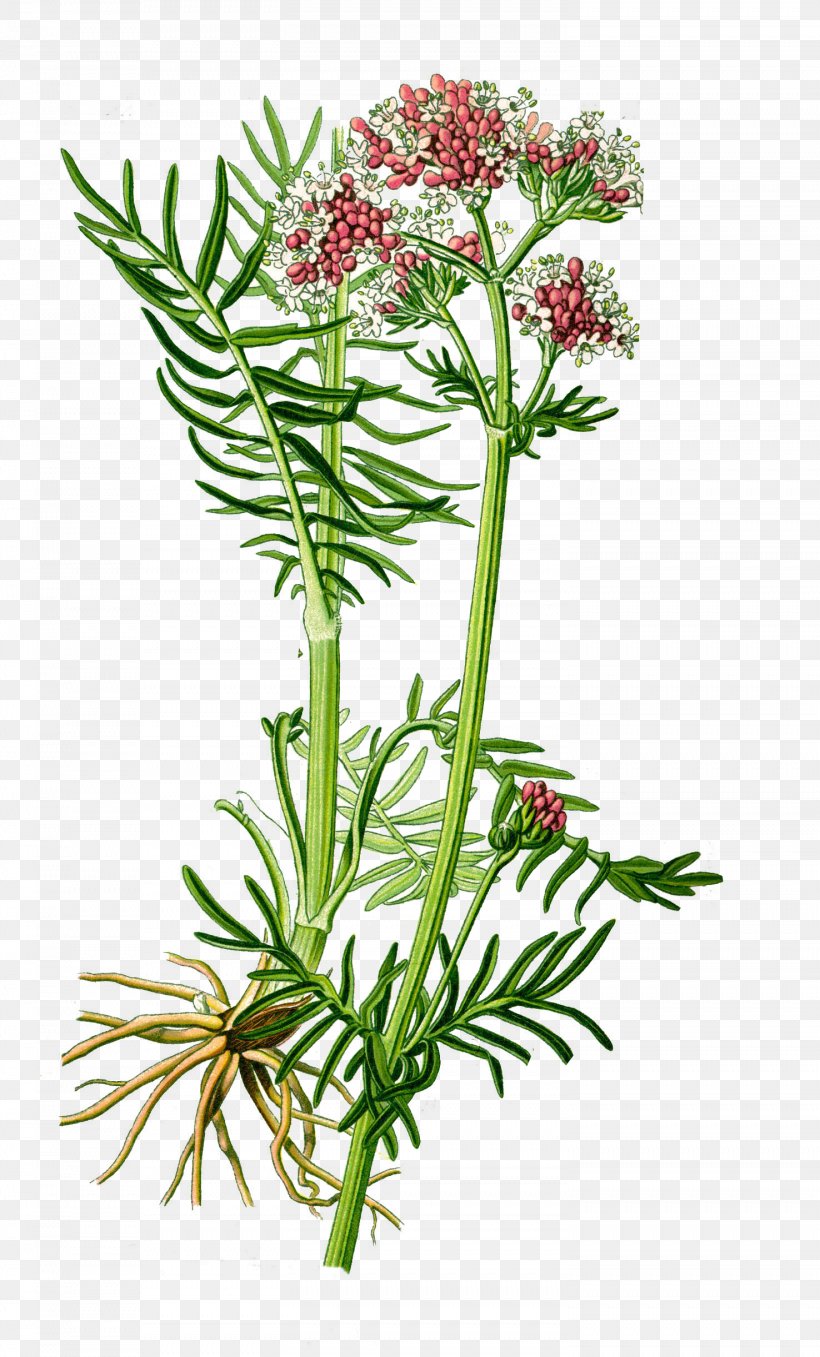 Valerian Medicinal Plants Officinalis Spikenard, PNG, 1476x2444px, Valerian, Botany, Cut Flowers, Eukaryote, Flora Download Free