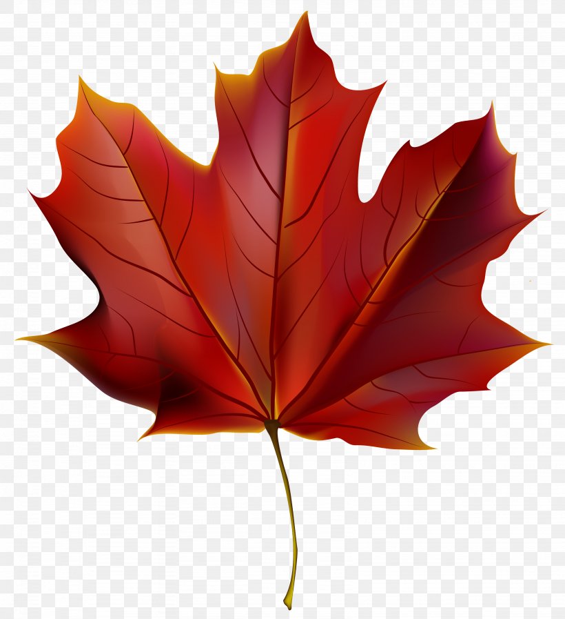 Autumn Leaf Color Red Clip Art, PNG, 3281x3592px, Japanese Maple, Autumn, Autumn Leaf Color, Flowering Plant, Leaf Download Free