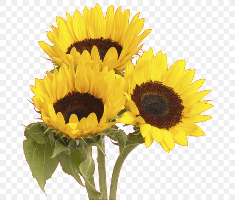 Common Sunflower Stock Photography Flower Bouquet, PNG, 687x700px, Common Sunflower, Annual Plant, Cut Flowers, Daisy Family, Flower Download Free