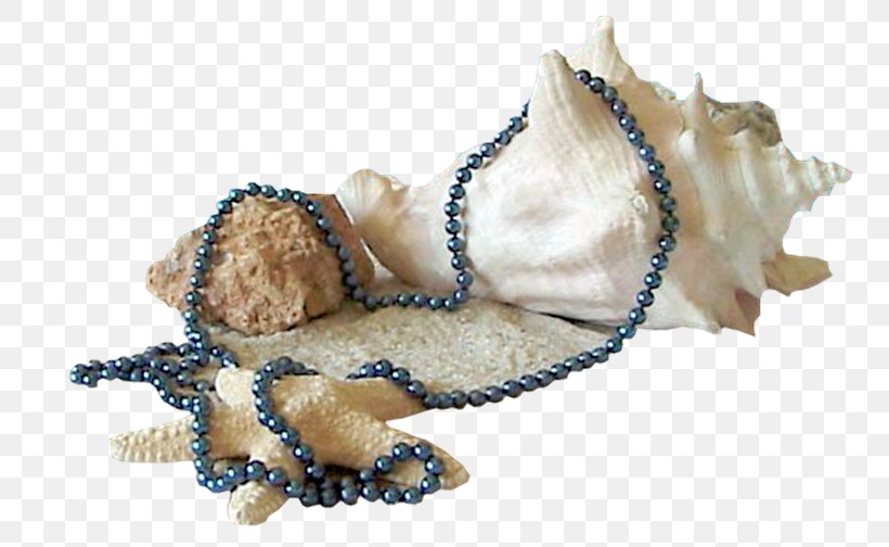 Mollusc Shell Seashell, PNG, 800x504px, Mollusc Shell, Bivalvia, Carnivoran, Deep Sea, Dia Download Free