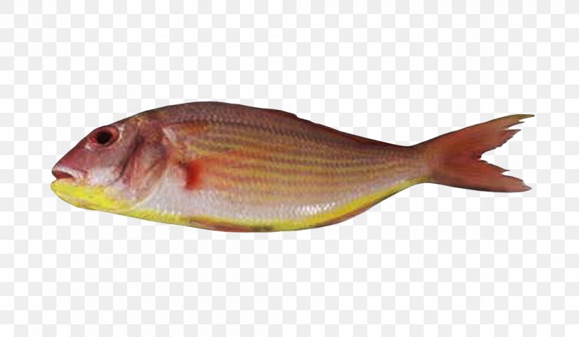 Northern Red Snapper Fish Products Bream Tilapia, PNG, 1056x616px, Northern Red Snapper, Animal Source Foods, Bream, Chesapeake Blue Crab, Fauna Download Free