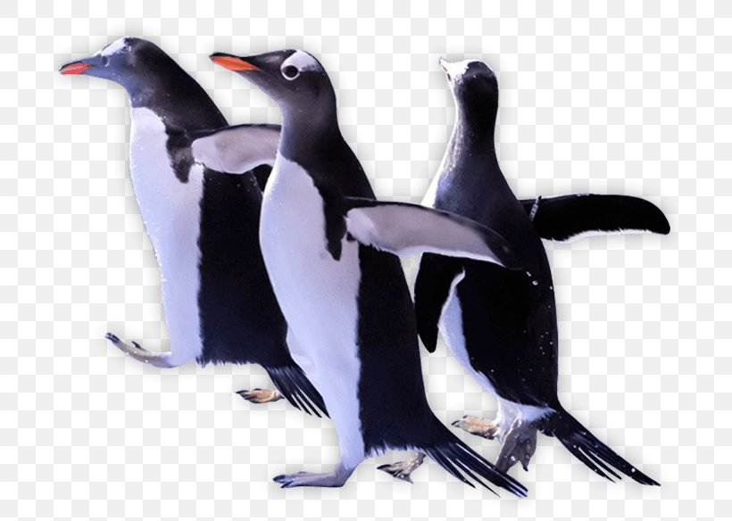 Penguin Clip Art, PNG, 700x584px, Penguin, Beak, Bird, Com, Fauna Download Free