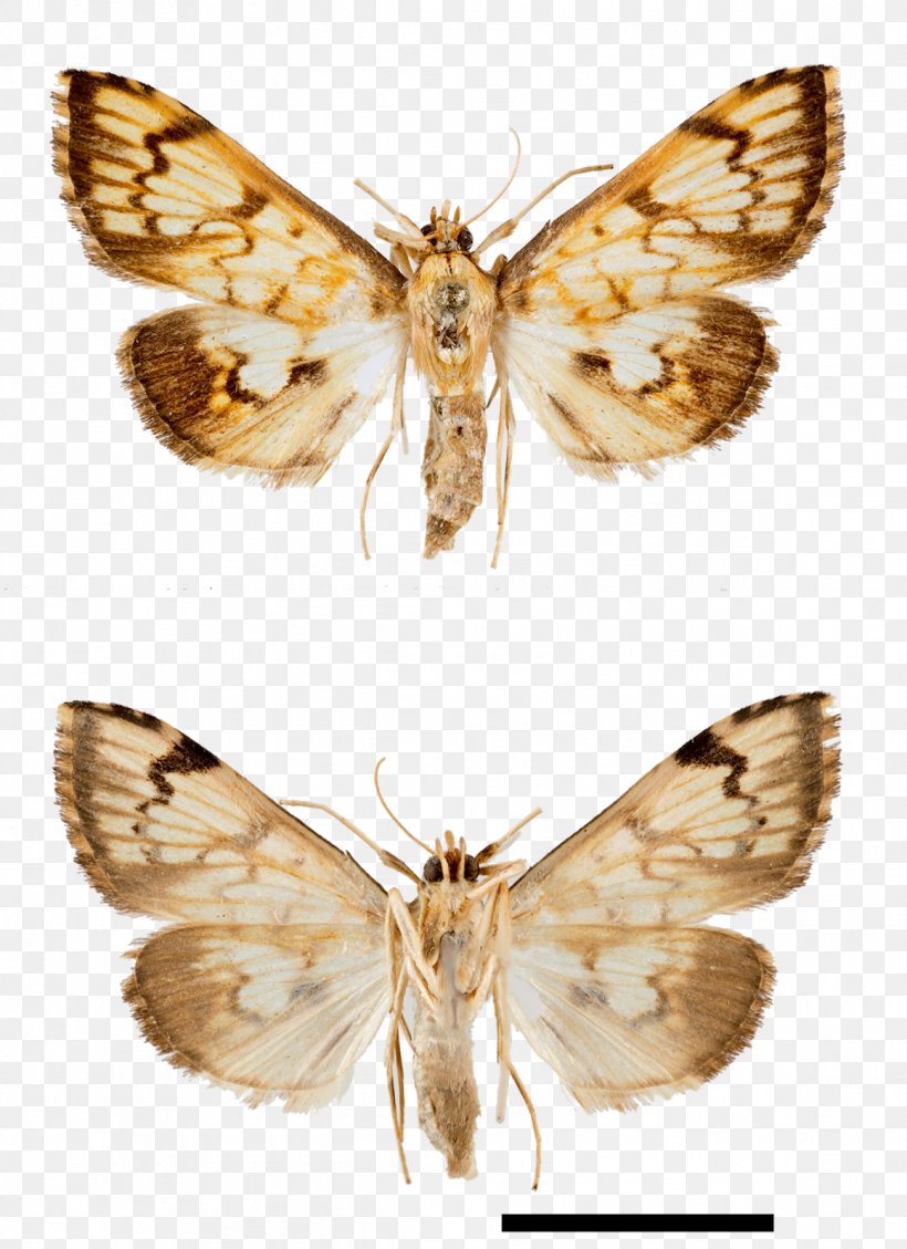 Silkworm Moth Gossamer-winged Butterflies Arctiidae Green Longhorn, PNG, 1162x1600px, Silkworm, Arctiidae, Arthropod, Bombycidae, Brush Footed Butterfly Download Free