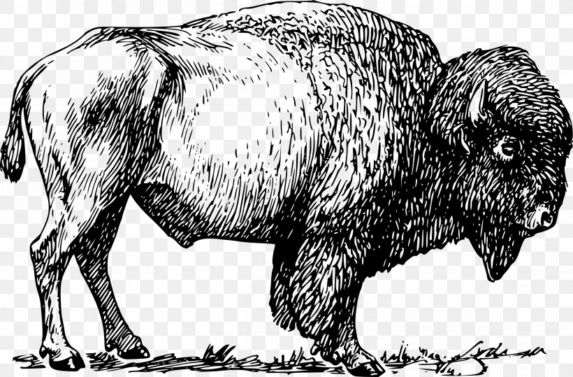 American Bison Clip Art, PNG, 2400x1578px, American Bison, Art, Bison, Black And White, Bull Download Free
