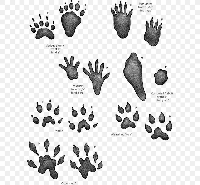Animal Track Footprint Tracking Muskrat, PNG, 600x758px, Animal Track, Animal, Black And White, Bobcat, Footprint Download Free