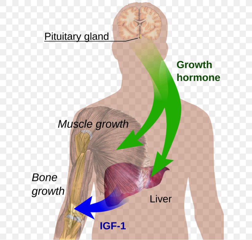 Growth Hormone Deficiency Growth Hormone Therapy Sermorelin, PNG, 638x781px, Watercolor, Cartoon, Flower, Frame, Heart Download Free