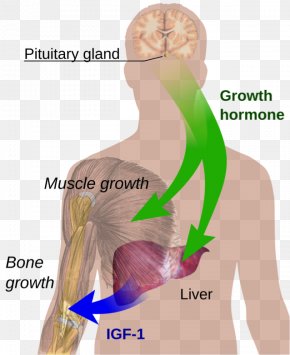 Growth Hormone Deficiency Images, Growth Hormone Deficiency Transparent ...