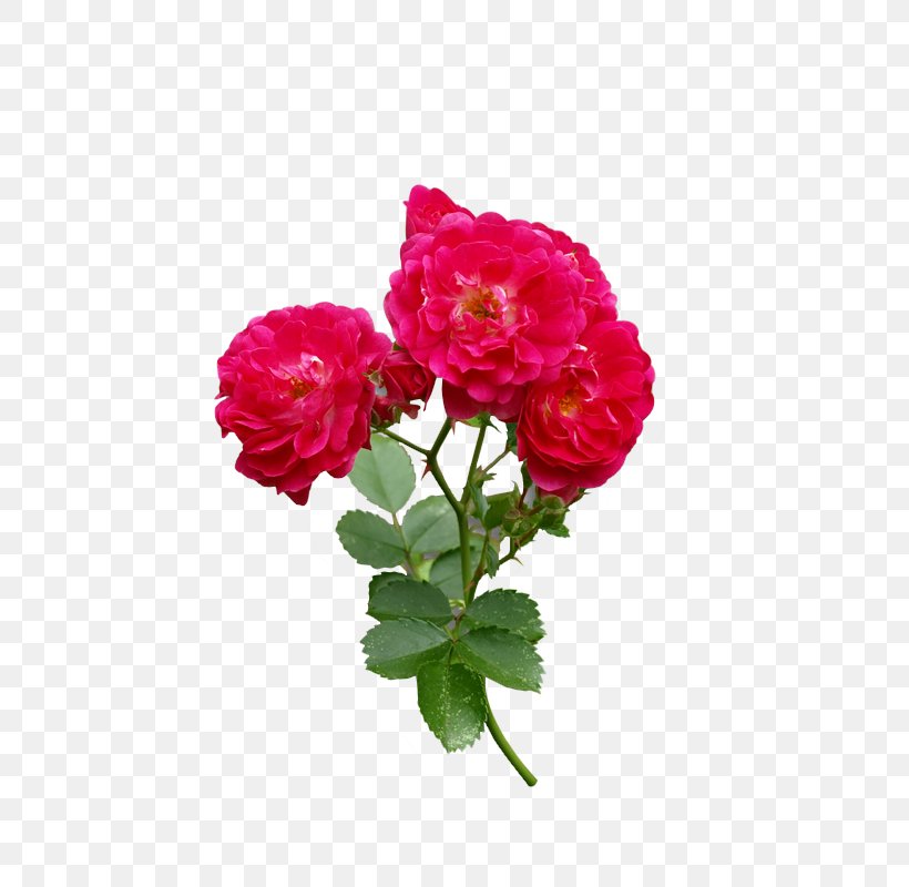 Rose Flower Red, PNG, 800x800px, Rose, Annual Plant, Carnation, Cut Flowers, Floribunda Download Free