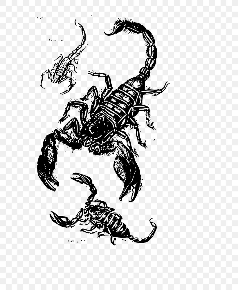 Scorpion Sting Scorpions, PNG, 732x1000px, Scorpion, Art, Arthropod, Black And White, Drawing Download Free
