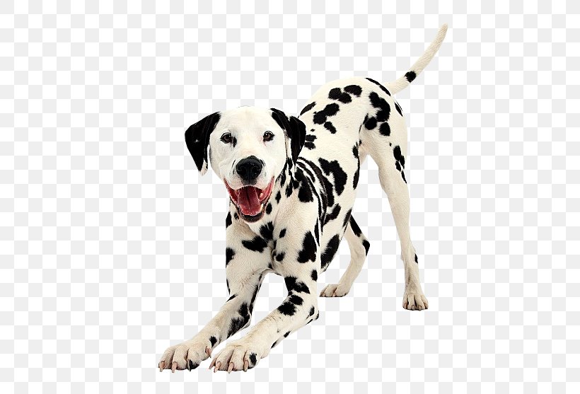 Dalmatian Dog Puppy Dog Breed Bulldog Companion Dog, PNG, 550x557px, Dalmatian Dog, Breed, Bulldog, Carnivoran, Cat Download Free