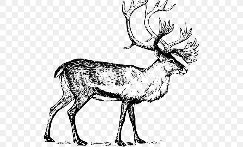 Deer Drawing Line Art Clip Art, PNG, 523x497px, Deer, Antler, Art, Black And White, Boreal Woodland Caribou Download Free