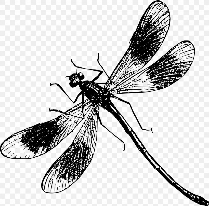 Dragonfly Clip Art, PNG, 2500x2468px, Dragonfly, Arthropod, Black And White, Dragonflies And Damseflies, Drawing Download Free