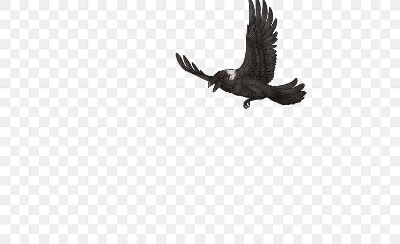 Eagle Buzzard Hawk Vulture Beak, PNG, 640x500px, Eagle, Accipitriformes, Beak, Bird, Bird Of Prey Download Free