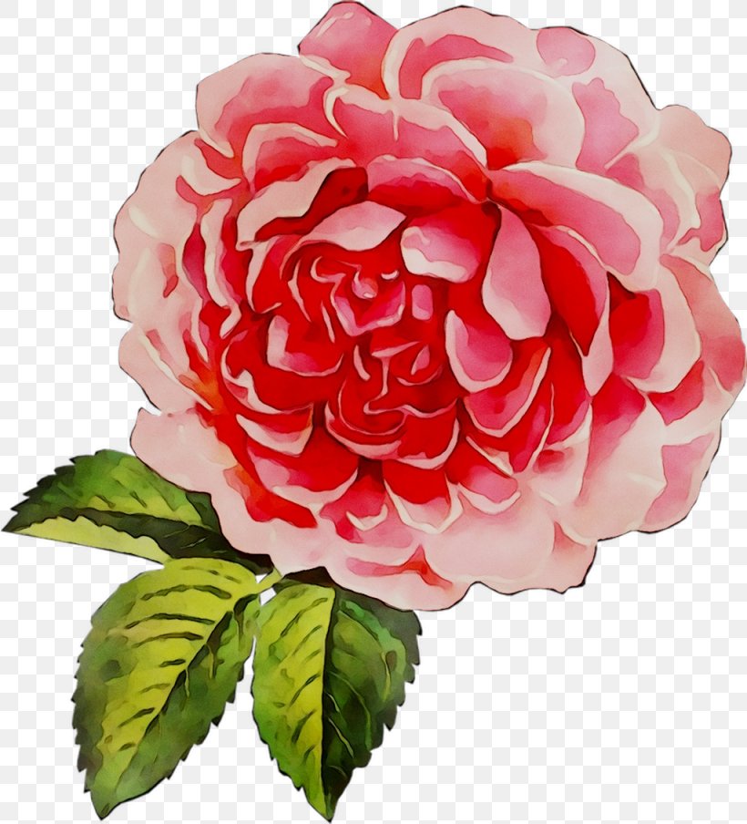 Garden Roses Cabbage Rose Floribunda Floristry, PNG, 1025x1130px, Garden Roses, Amino, Artificial Flower, Cabbage Rose, Camellia Download Free