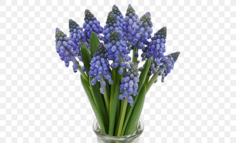 Muscari Armeniacum Blue Flower Muscari Botryoides Hyacinth, PNG, 500x500px, Muscari Armeniacum, Artificial Flower, Blue, Color, Cut Flowers Download Free