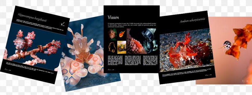 Underwater Photography Critters, PNG, 2658x1004px, Underwater Photography, Advertising, Brand, Conflagration, Critters Download Free