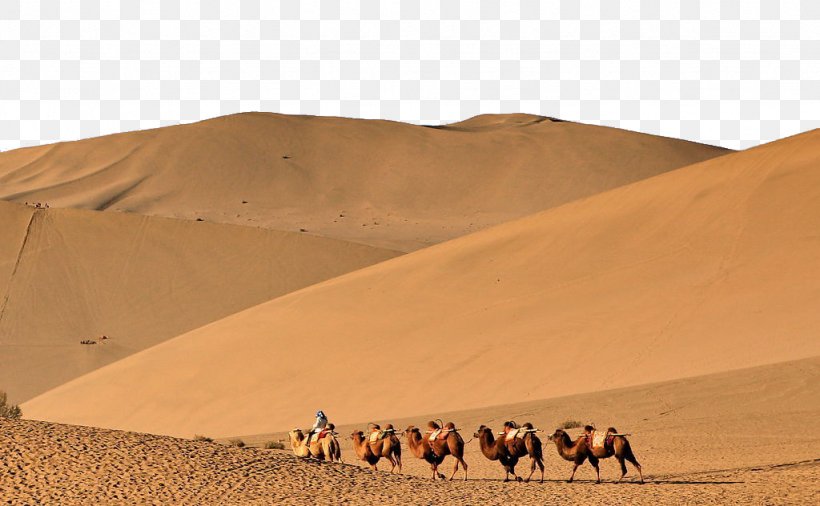 Erg Camel Desert Sand, PNG, 1024x632px, Erg, Aeolian Landform, Arabian Camel, Asian Dust, Camel Download Free