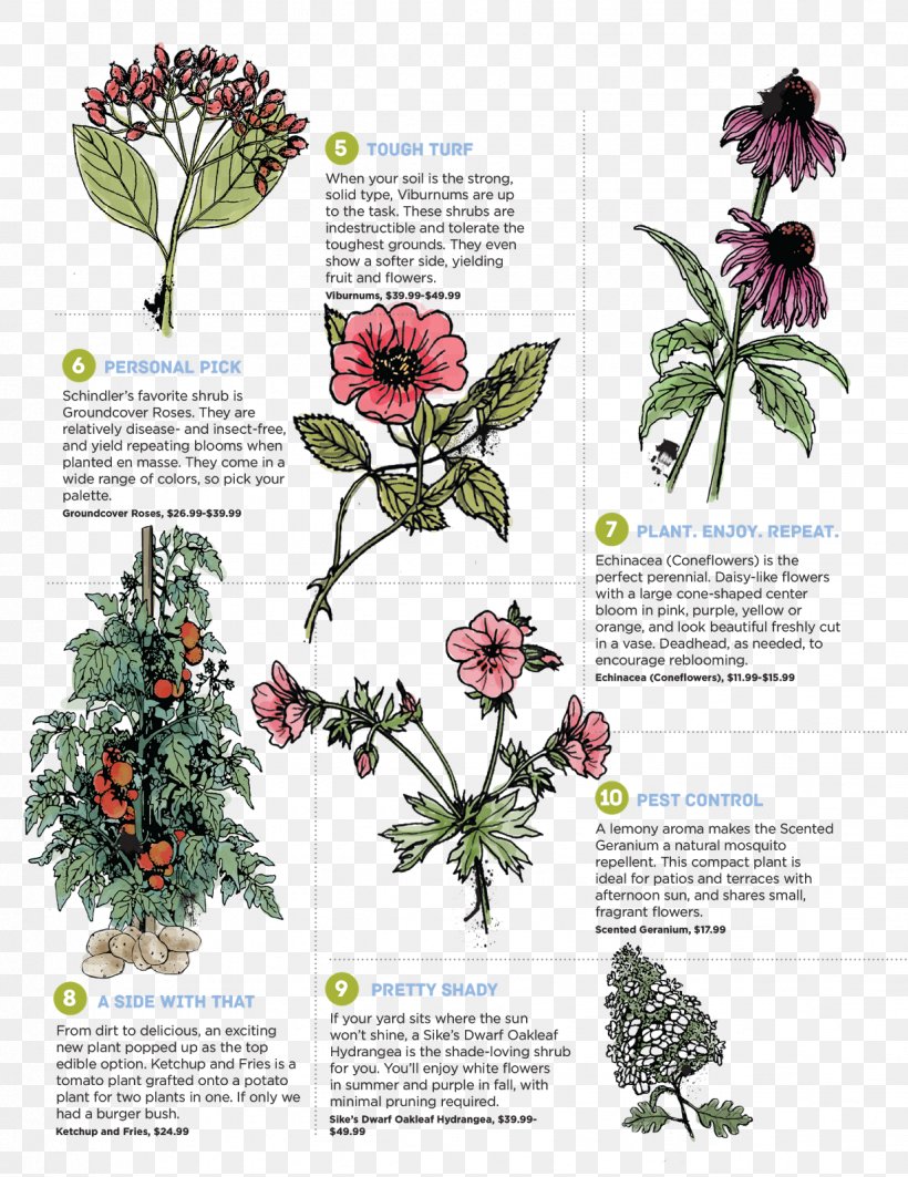 Perennial Plant Foraging & Feasting: A Field Guide And Wild Food Cookbook Flower Purple Deadnettle, PNG, 1234x1600px, Plant, Annual Plant, Common Nettle, Deadnettles, Edible Plant Stem Download Free