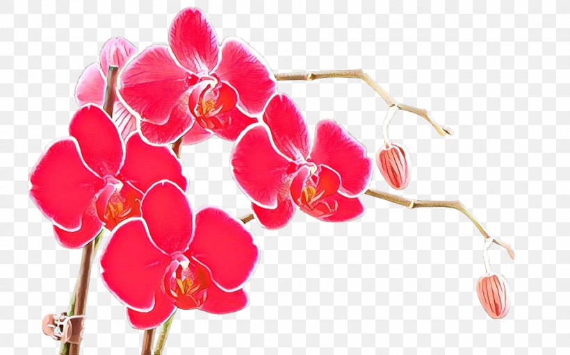 Pink Flower Petal Plant Magenta, PNG, 1600x999px, Cartoon, Flower, Flowering Plant, Magenta, Moth Orchid Download Free