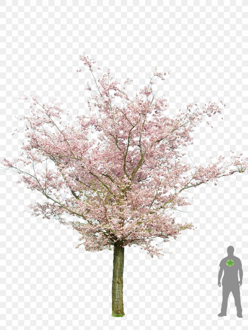 Prunus Serrulata Populus Nigra Tree Cherry Blossom Bonsai, PNG, 900x1200px, Prunus Serrulata, Black Locust, Blossom, Bonsai, Branch Download Free