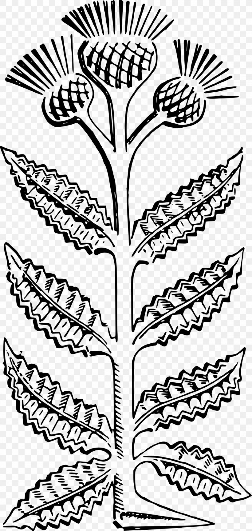 Thistle Clip Art, PNG, 1140x2400px, Thistle, Area, Black And White, Branch, Cartoon Download Free