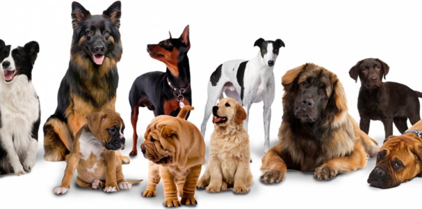 Golden Retriever Puppy Cat Dog Training Pet, PNG, 1920x955px, Golden Retriever, Cat, Conformation Show, Dog, Dog Agility Download Free