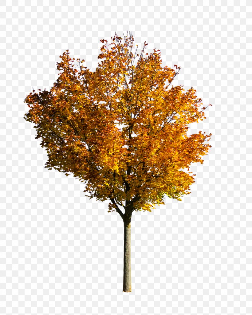 Oak Tree Leaf, PNG, 1024x1280px, Tree, Autumn, Black Maple, Branch, Canoe Birch Download Free