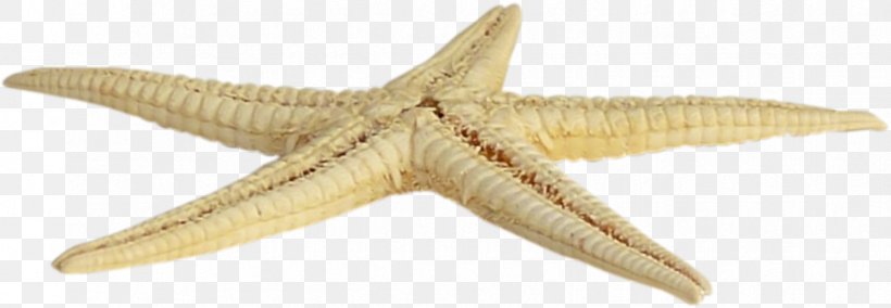 Starfish Sea Icon, PNG, 868x301px, Starfish, Animal Figure, Echinoderm, Fivepointed Star, Invertebrate Download Free