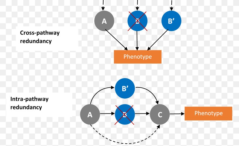 Circle Human Behavior Brand Point, PNG, 777x503px, Human Behavior, Area, Behavior, Brand, Communication Download Free