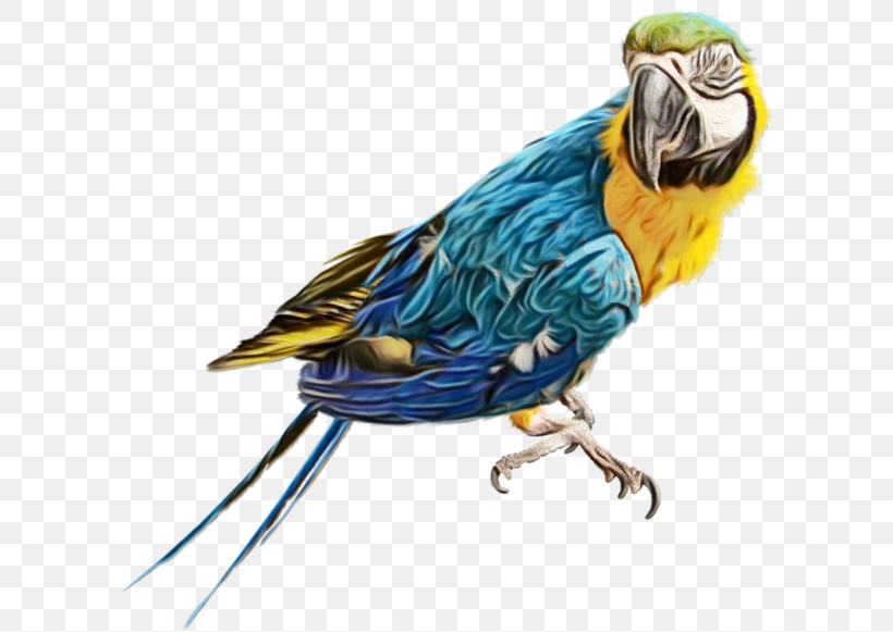 Budgerigar True Parrot Birds Scarlet Macaw Macaw, PNG, 600x581px, Watercolor, Beak, Birds, Budgerigar, Cockatiel Download Free