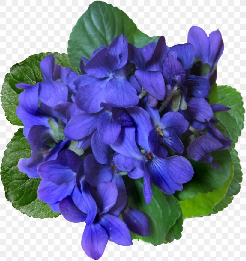 Desktop Wallpaper Sweet Violet Desktop Environment, PNG, 2472x2630px, Sweet Violet, Blue, Desktop Environment, Flower, Flowering Plant Download Free