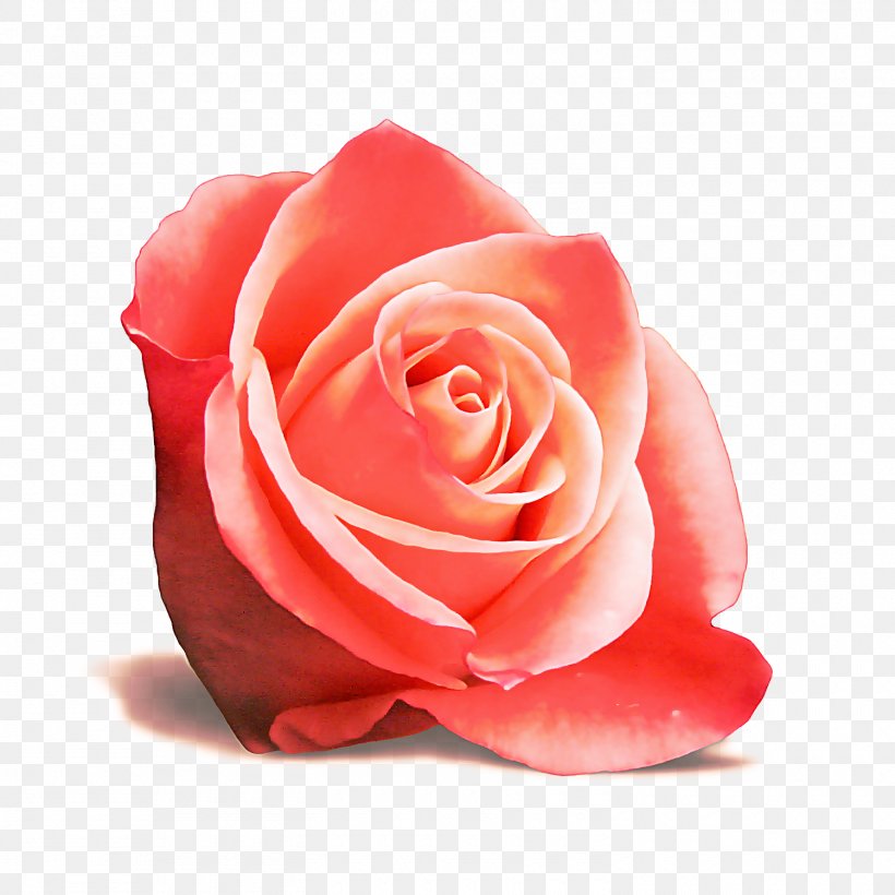 Garden Roses, PNG, 1500x1500px, Garden Roses, Floribunda, Flower, Hybrid Tea Rose, Petal Download Free