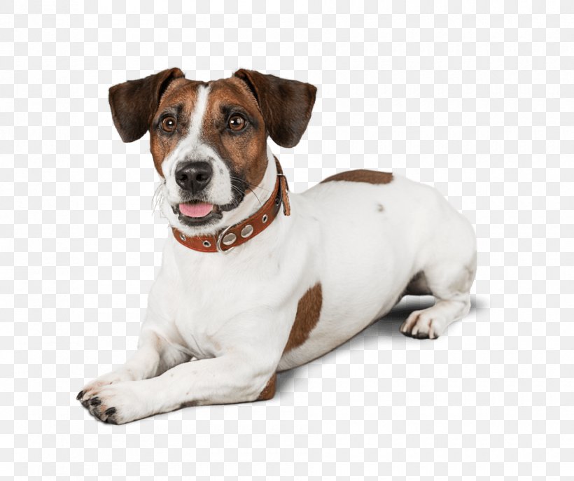 Jack Russell Terrier Dog Breed Puppy Danish–Swedish Farmdog Miniature Fox Terrier, PNG, 940x788px, Jack Russell Terrier, Carnivoran, Cat, Companion Dog, Danish Swedish Farmdog Download Free