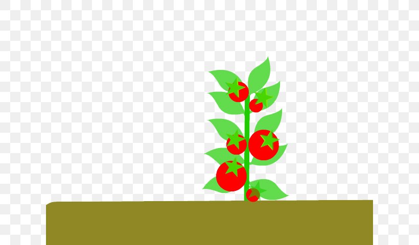 Tomato Tamarillo Drawing Cartoon, PNG, 640x480px, Tomato, Aquifoliaceae, Cartoon, Drawing, Flower Download Free